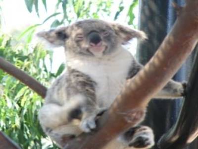 Zoo de San Diego