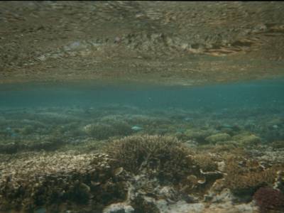 Les coraux a 40 cm sous le niveau de l'eau