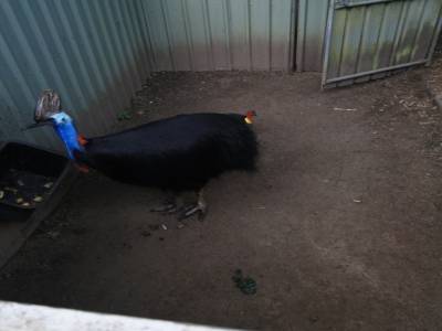 Lone Pine Koala Sanctuary