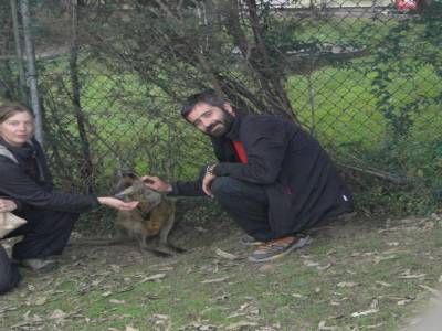Lone Pine Koala Sanctuary