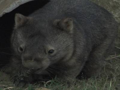 Lone Pine Koala Sanctuary