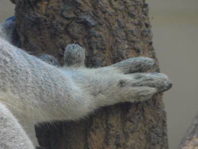 Lone Pine Koala Sanctuary