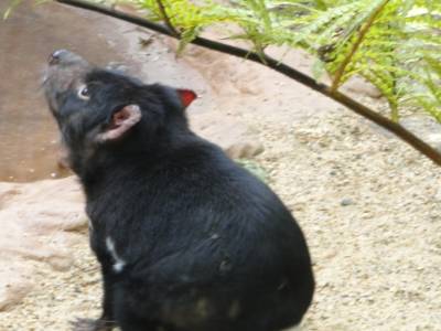 Lone Pine Koala Sanctuary