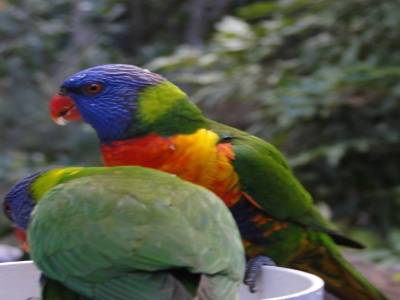 Lone Pine Koala Sanctuary