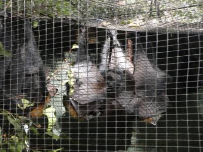 Lone Pine Koala Sanctuary