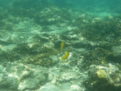 poisson jaune