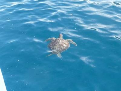 Croisière plongée et snorkeling 2 jours îles Similan