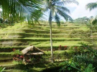 Rizières au nord d'Ubud