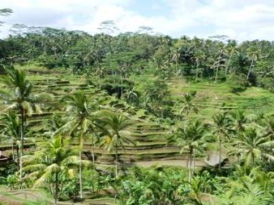 Les rizières au nord d'Ubud