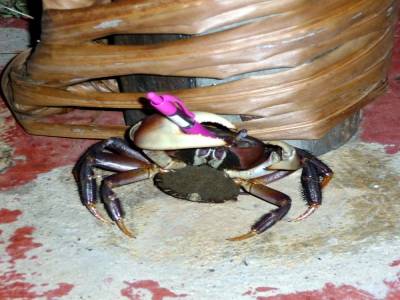 Le crabe ecrivain de Poum