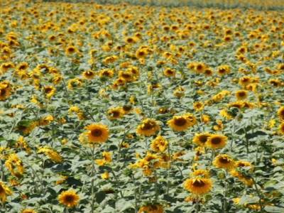 Vallées de tournesols. La piste est bordée de pommiers!