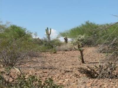 Arizona