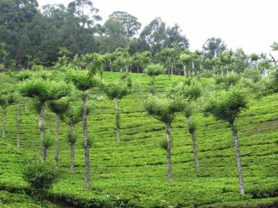 plantation de thé