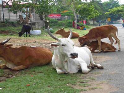 Vaches comme toujours dans la rue en Inde