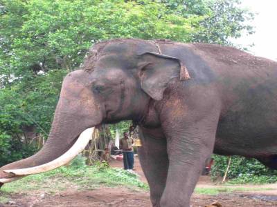 Eléphant domestique