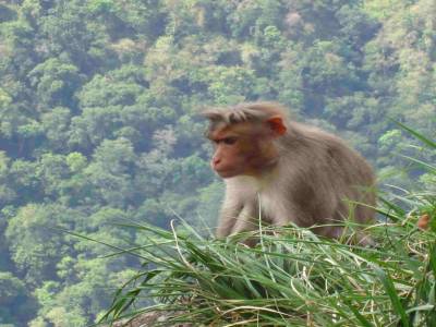 Macaque penseur