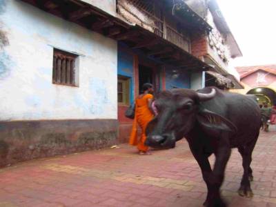 Buffle dans la rue, normal pour l'Inde