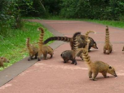Une famille coati