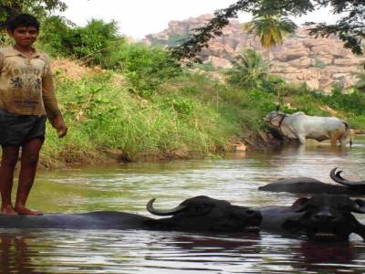 Garçon en équilibre sur des buffles
