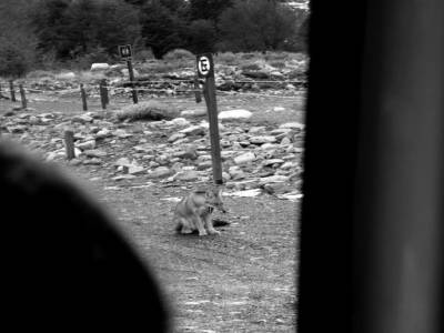 Un renard bien nourri par les touristes
