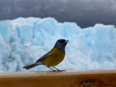 Glacier Perito Moreno