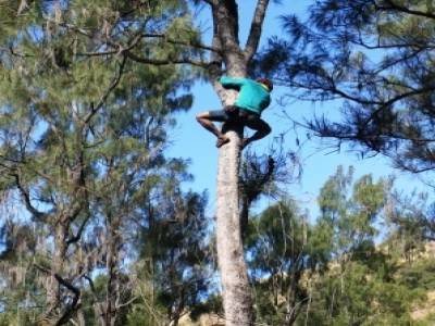 Homme/singe qui grimpe pieds nus pour attraper un nid