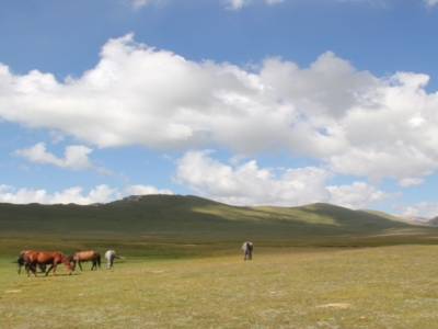 Chevaux en liberté