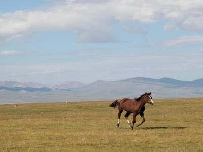 Chevaux sauvages ..