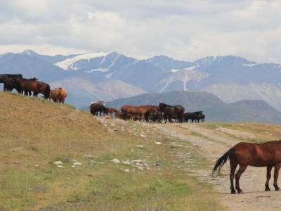 Route parfois encombrée de chevaux