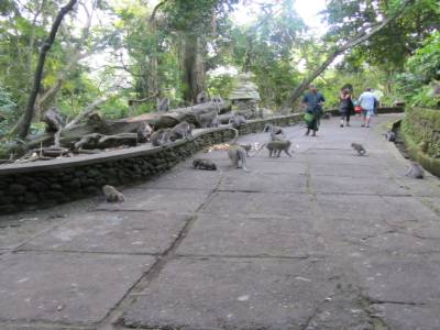 Singessssssss de la Sacred Monkey Forest