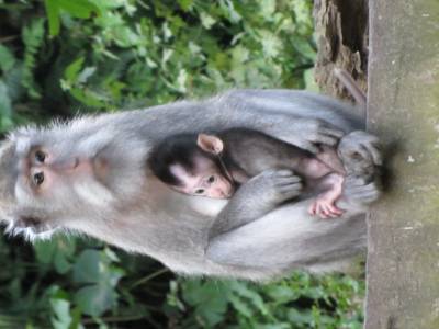 Singes de la Sacred Monkey Forest