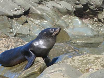 Kaikoura