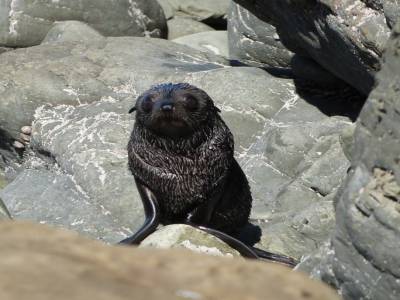 Kaikoura