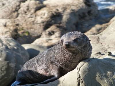 Kaikoura