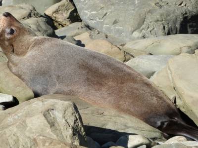 Kaikoura
