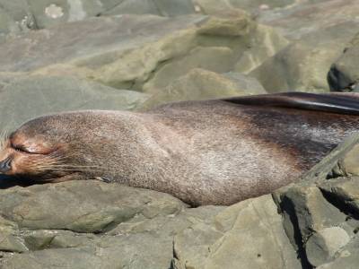 Kaikoura