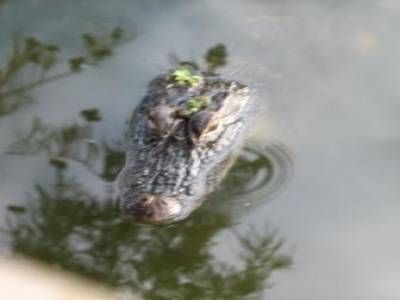 Louisiane