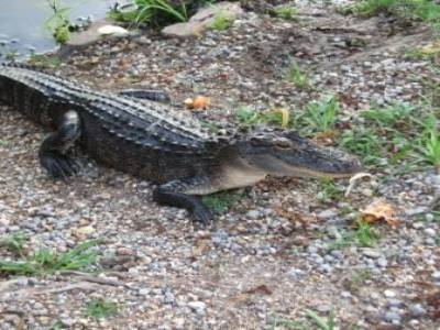 Louisiane
