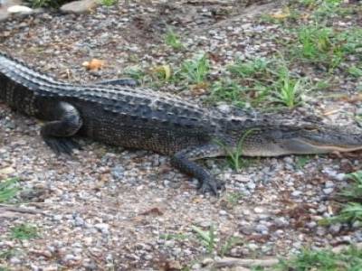 Louisiane