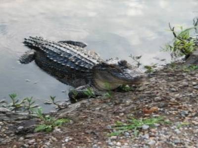 Louisiane