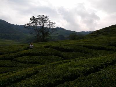 Plantation de thé