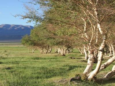 Des arbres !!!!! les 1ers en Mongolie!!! :)