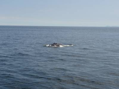Baleine