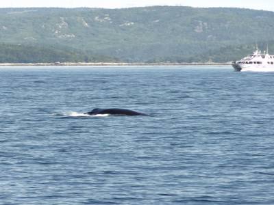 Baleine