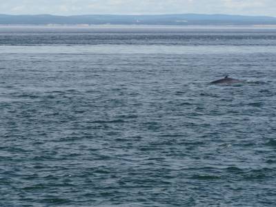 Baleine