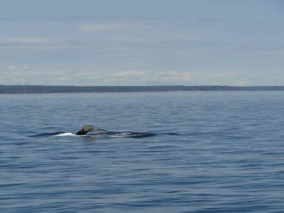 Baleine