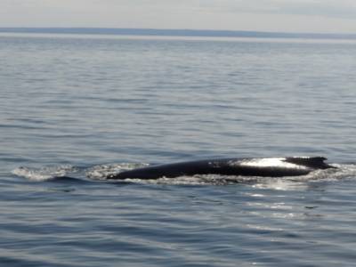 Baleine