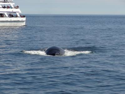 Baleine