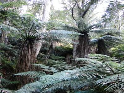 Foret de fougeres geantes ou "Silver Fern" symbole de la NZ