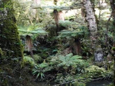 Foret magique et  Monde du Seigneur des anneaux